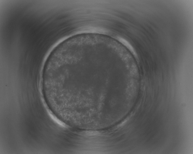 X0000081331136200702082155