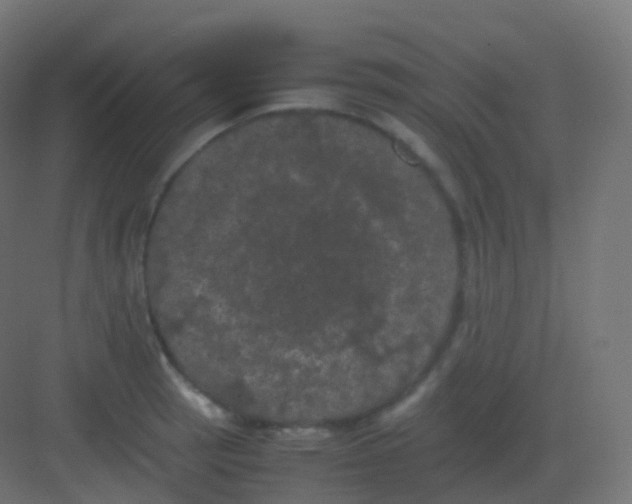 X0000081331137200702082155