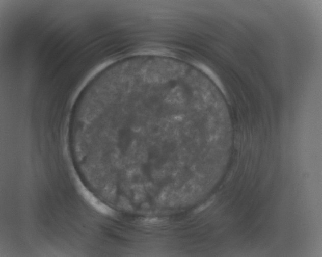 X0000081331139200702082155