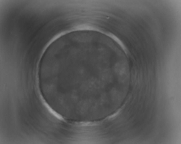 X0000081331142200702082155