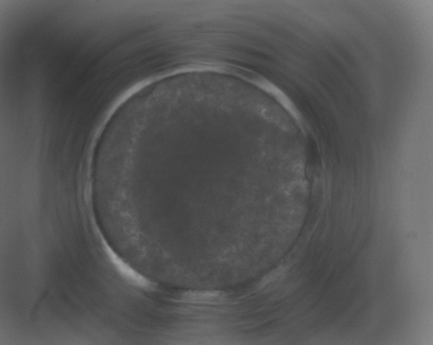 X0000081331143200702082155