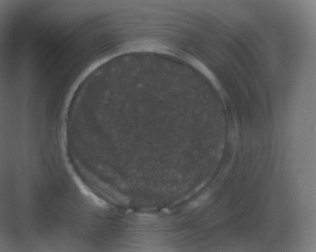 X0000081331144200702082155