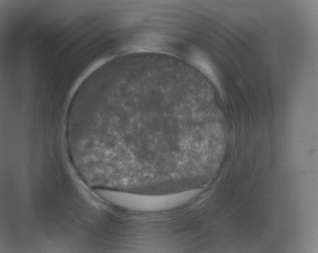 X0000081331146200702082155