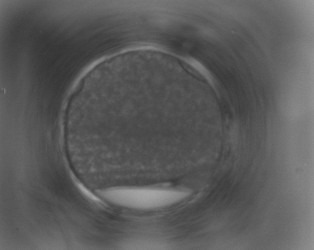 X0000081331151200702082155