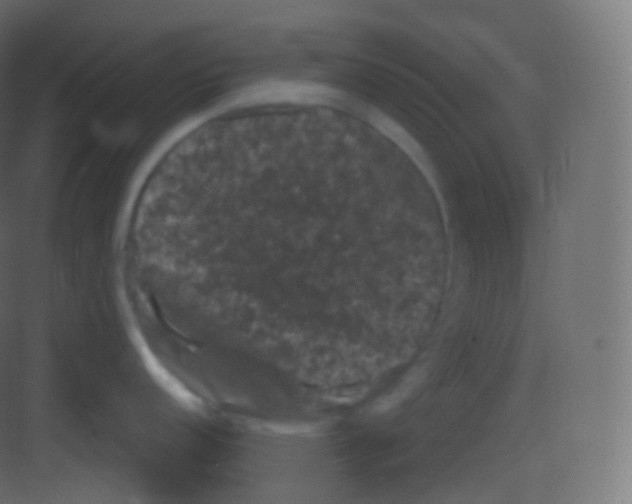 X0000081331152200702082155