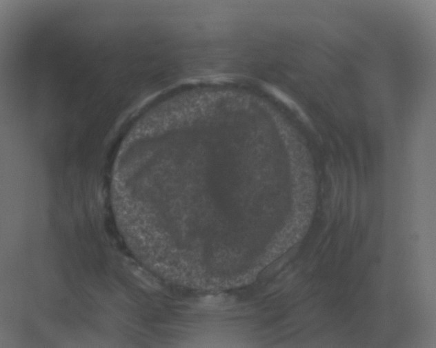 X0000081331160200702082155