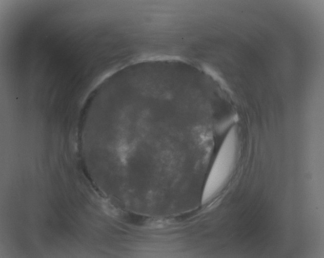 X0000081331165200702082154