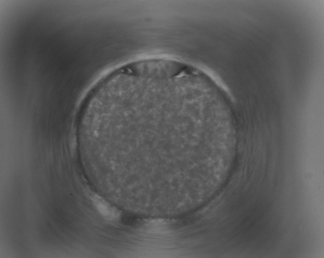 X0000081331167200702082154