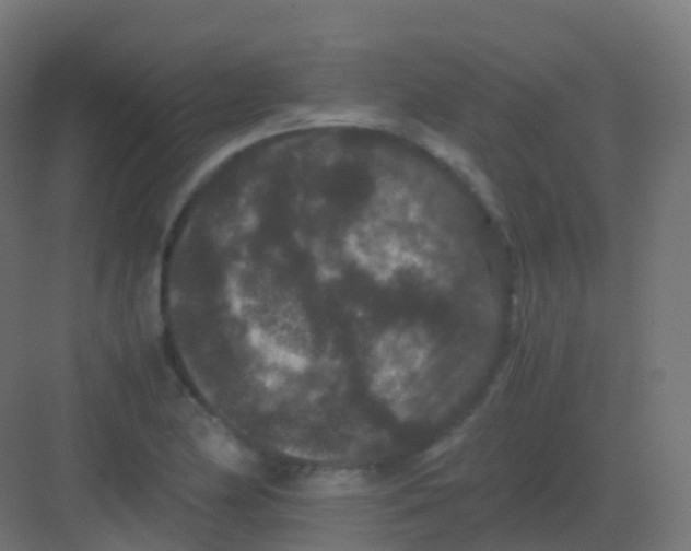 X0000081331174200702082154