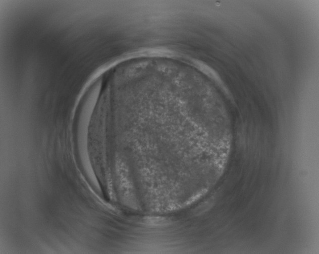 X0000081331176200702082154