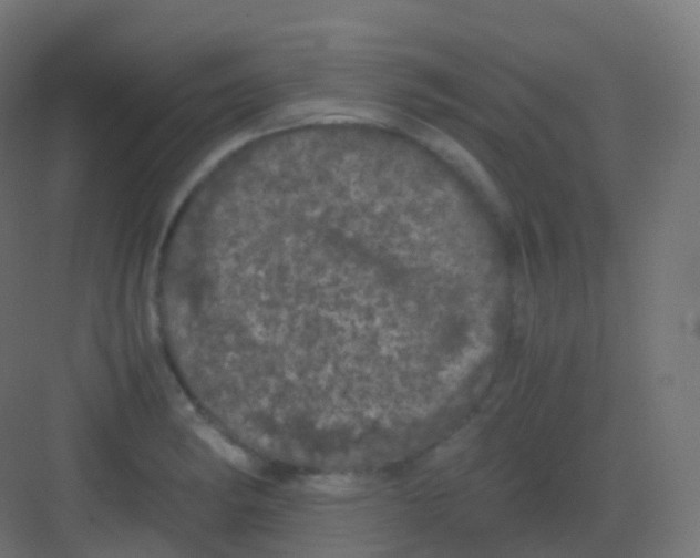 X0000081331182200702082154