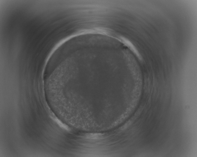 X0000081331184200702082154