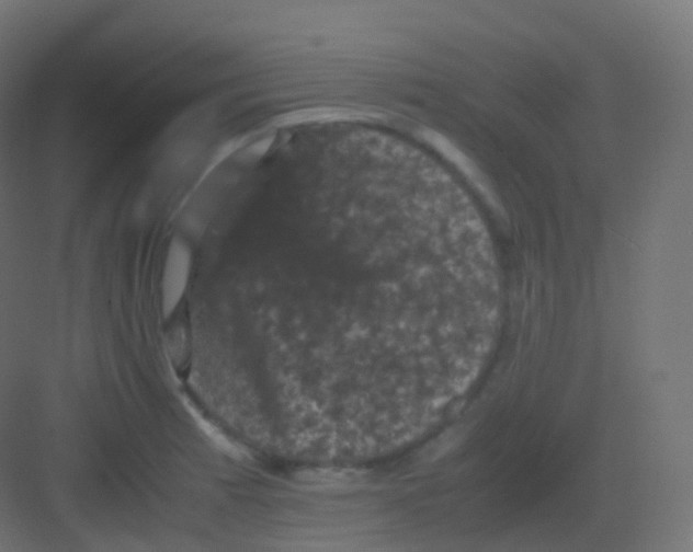 X0000081331185200702082154