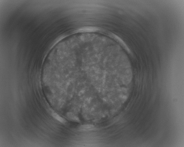 X0000081331186200702082154