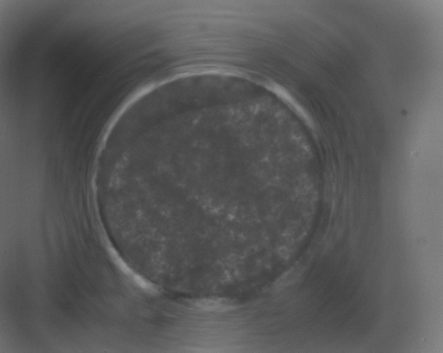 X0000081331189200702082154