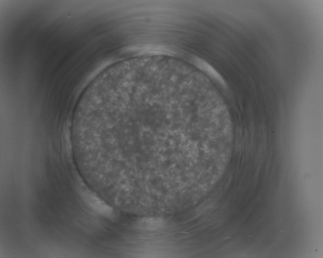 X0000081331190200702082154