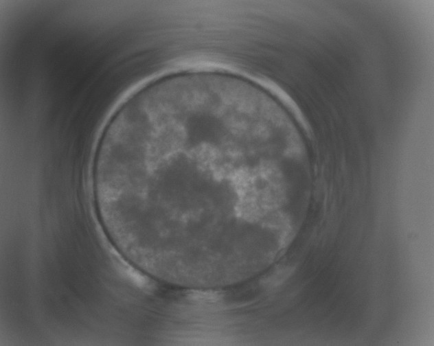 X0000081331191200702082154