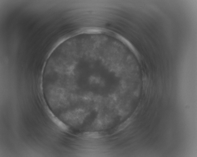 X0000081331194200702082154