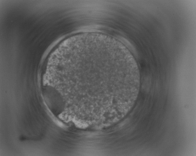 X0000081331196200702082154