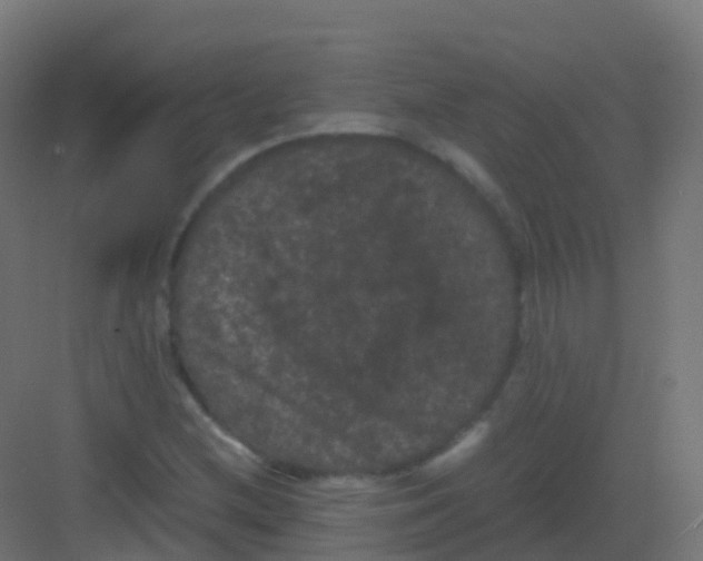 X0000081331212200702082153