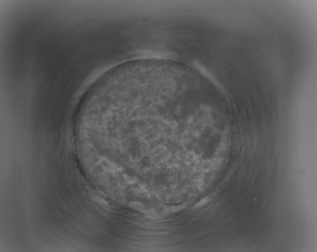 X0000081331215200702082153