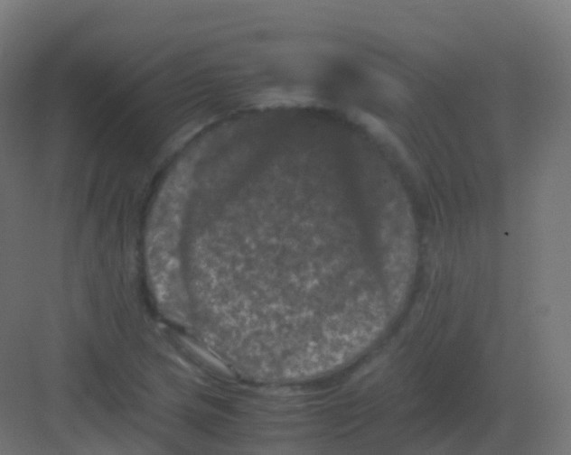 X0000081331217200702082153