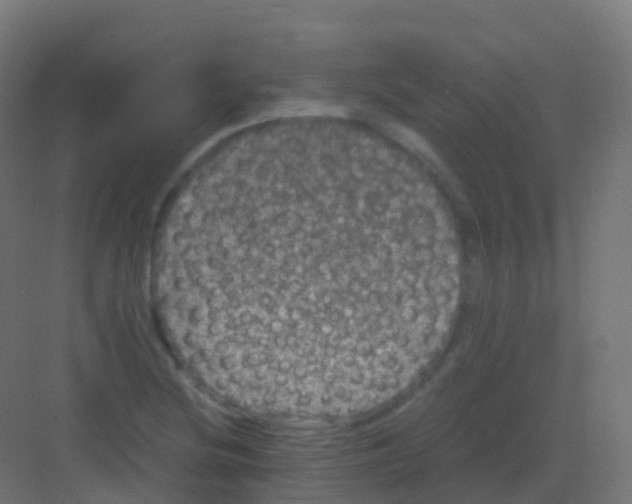 X0000081331220200702082153