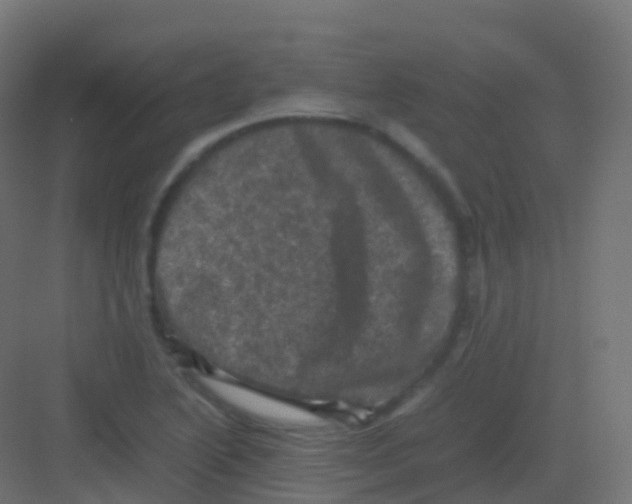 X0000081331222200702082153