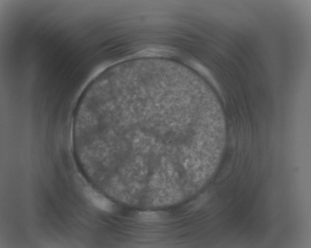 X0000081331227200702082153