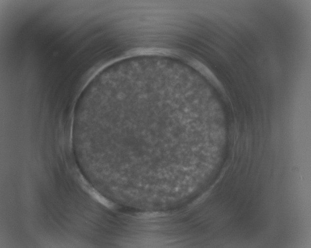 X0000081331228200702082153