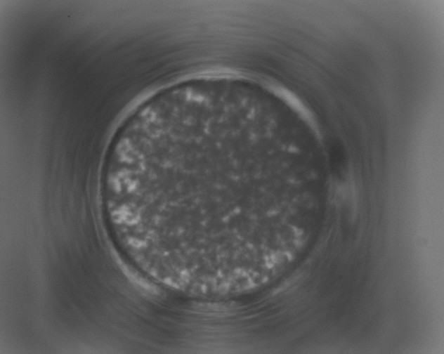 X0000081331229200702082153