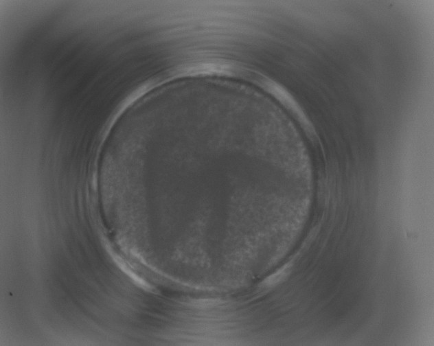 X0000081331234200702082153