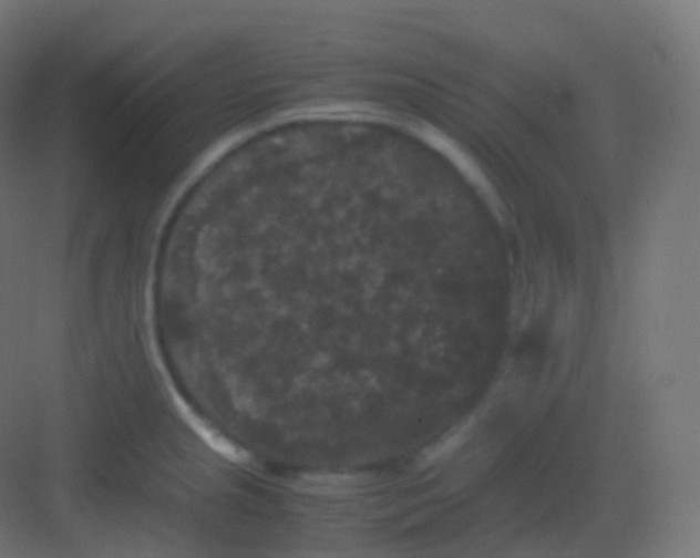 X0000081331237200702082153