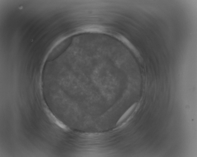 X0000081331240200702082153