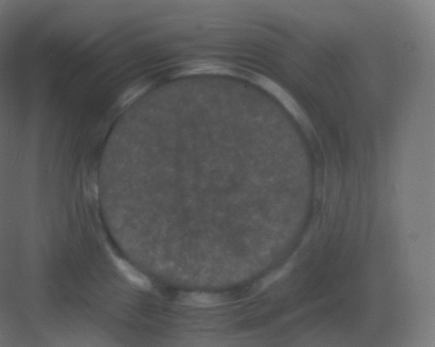 X0000081331241200702082154