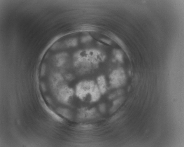 X0000081331243200702082154