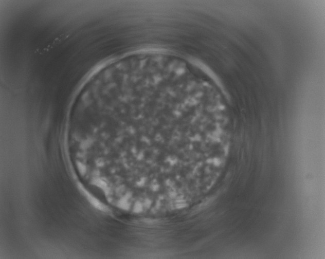 X0000081331245200702082154