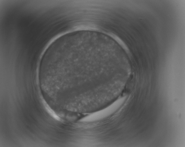 X0000081331246200702082154