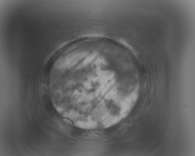 X0000081331255200702082153