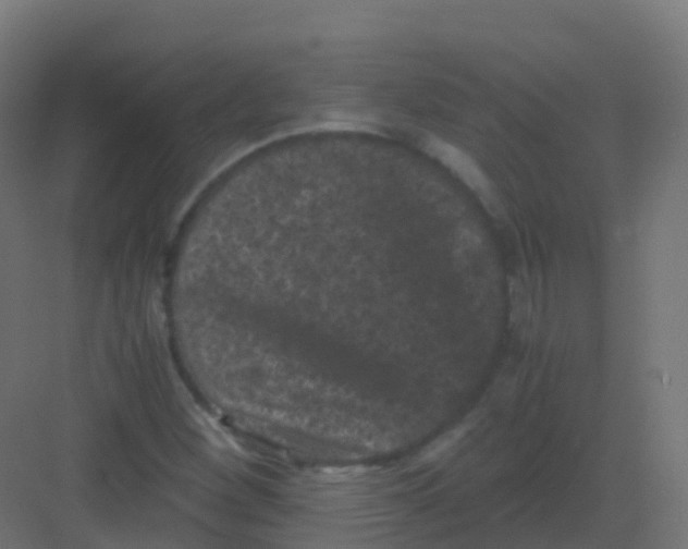 X0000081331260200702082153