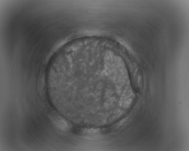 X0000081331261200702082153