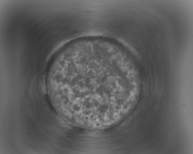 X0000081331262200702082153