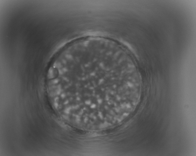 X0000081331263200702082153