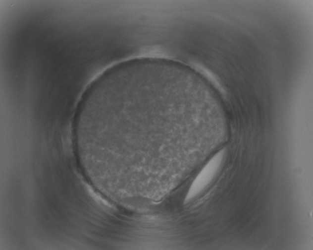 X0000081331264200702082153