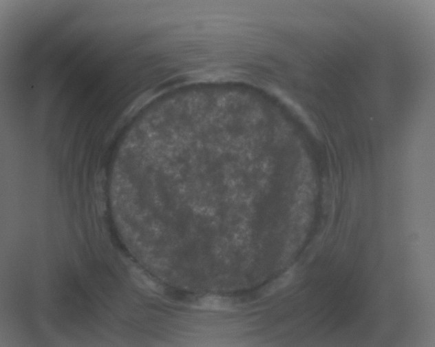 X0000081331265200702082153