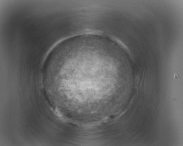 X0000081331310200702082151