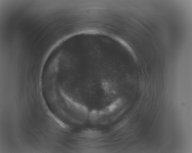 X0000081331327200702082152