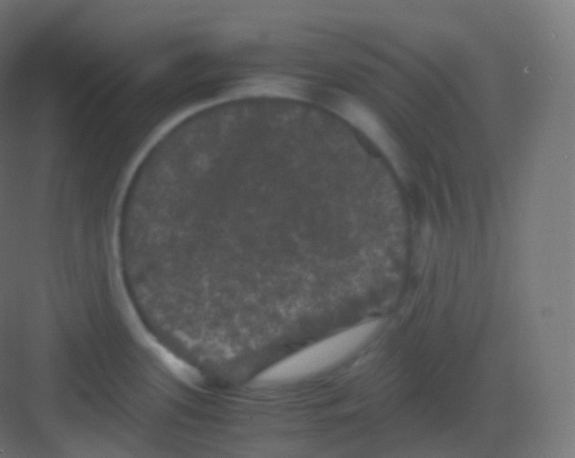 X0000081331339200702082152