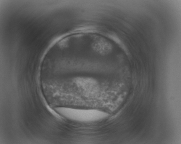 X0000081331421200702082150