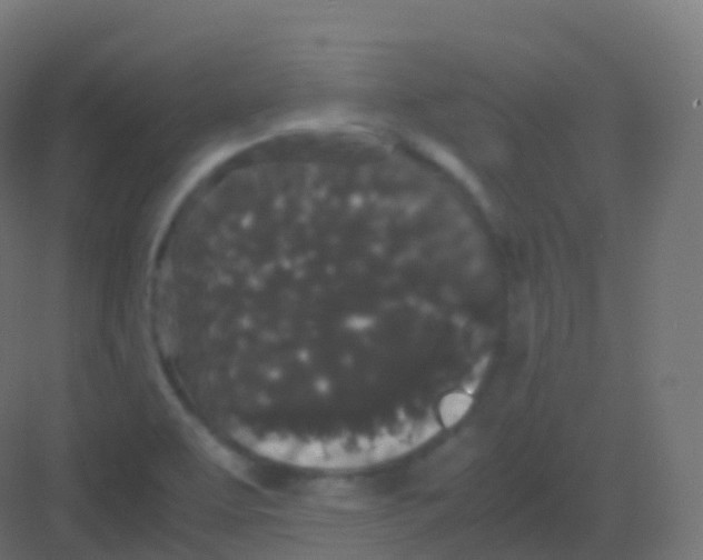 X0000081331463200702082149